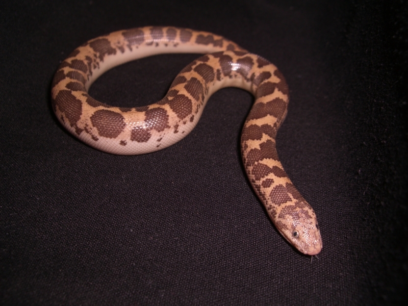Hypo