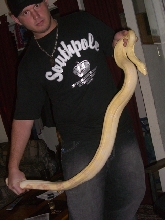 04 Female Albino