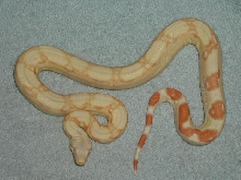 04 albino boa 04 photo