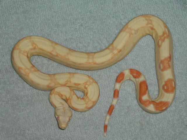 04 albino boa 04 photo