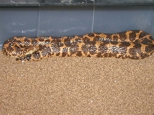 poss. het paradox gravid kenyan #1