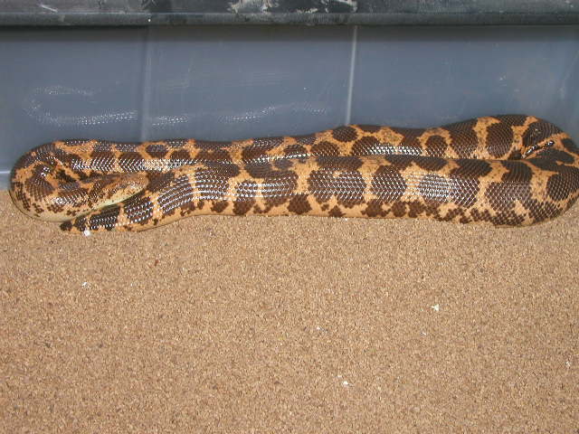 poss. het paradox gravid kenyan #1