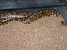 poss. het paradox gravid kenyan #2