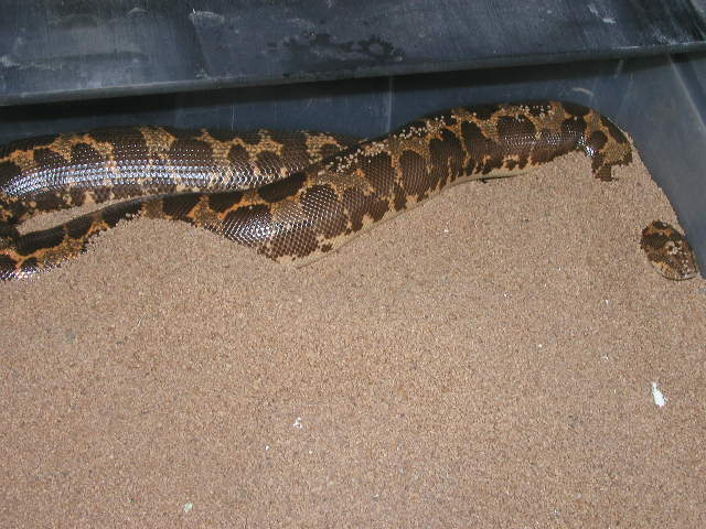 poss. het paradox gravid kenyan #2