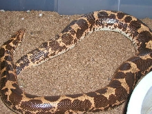 Normal gravid kenyan