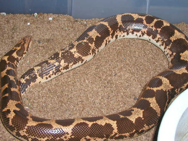 Normal gravid kenyan