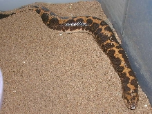 poss. het paradox gravid kenyan #3