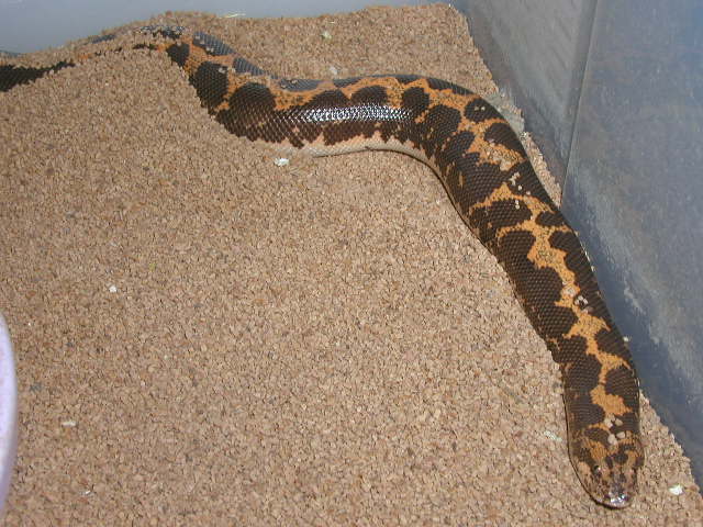 poss. het paradox gravid kenyan #3
