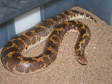 poss. het paradox gravid kenyan #4