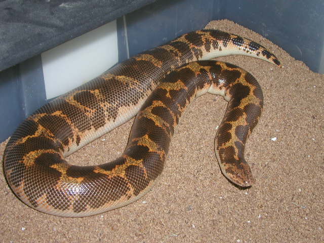 poss. het paradox gravid kenyan #4