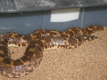 poss. het paradox gravid kenyan #5