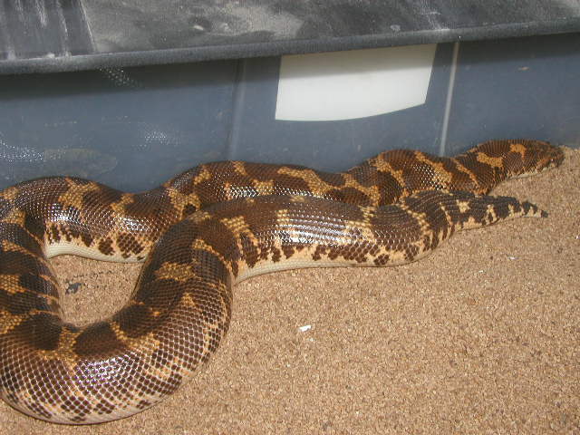 poss. het paradox gravid kenyan #5
