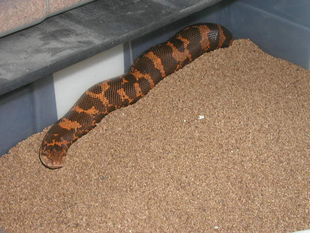poss. het paradox gravid kenyans #6
