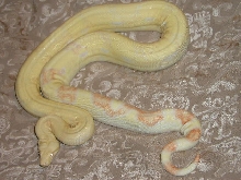 04 albino boa