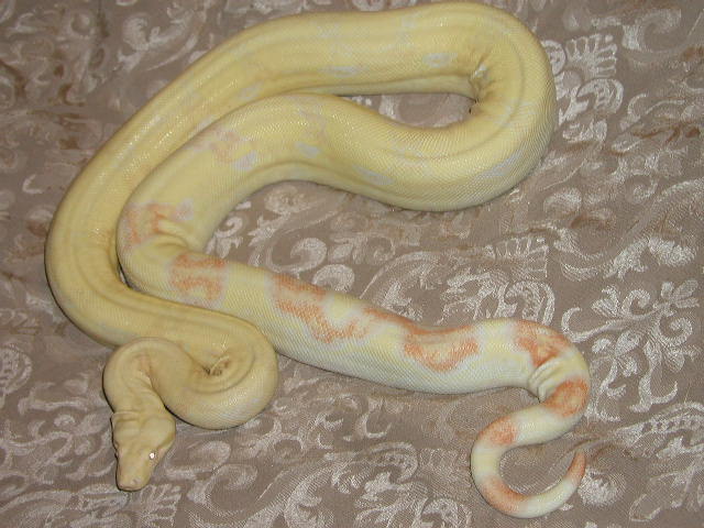 04 albino boa