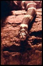 BOW" MY COASTAL BROWN KINGSNAKE