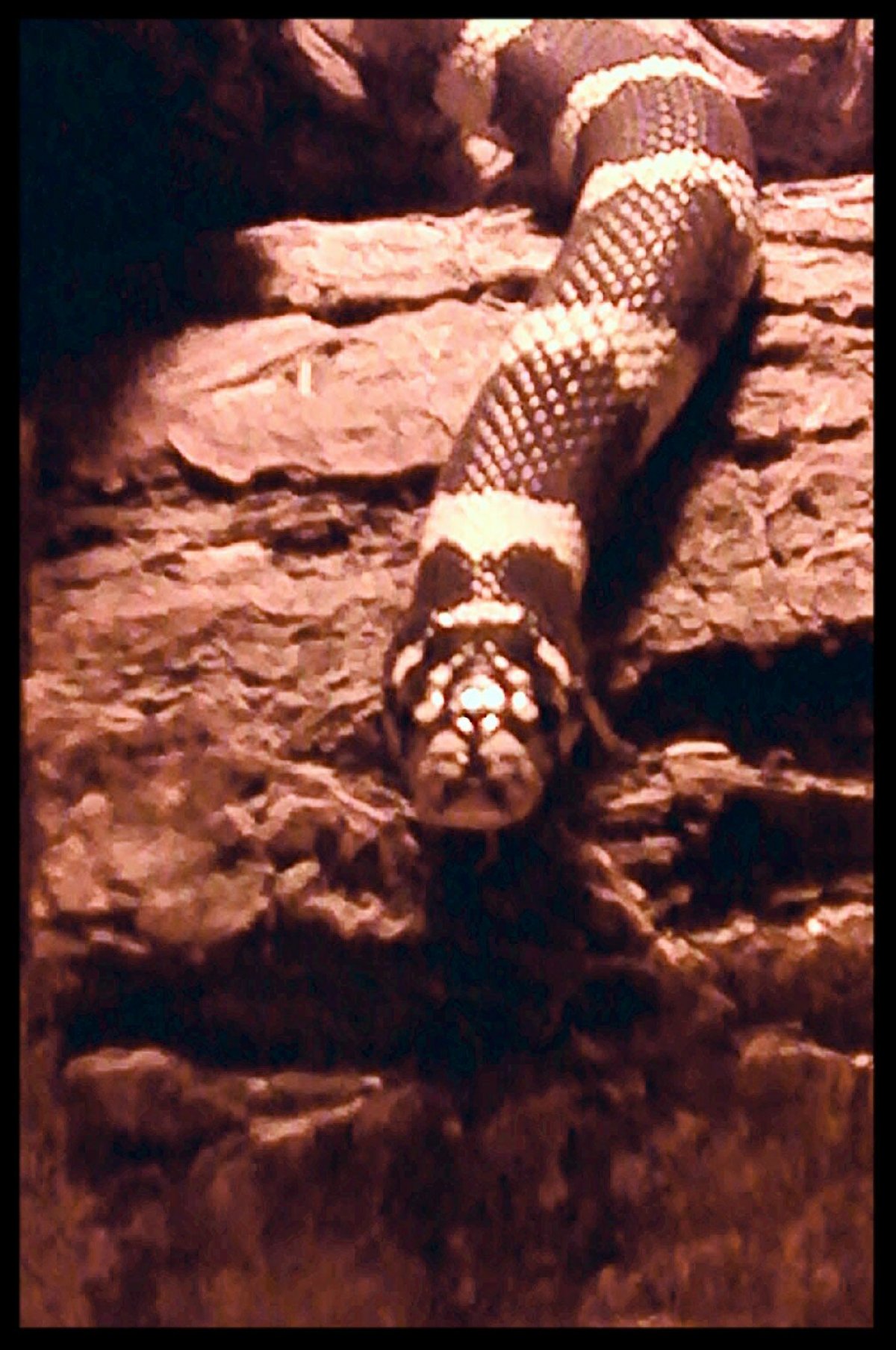 BOW" MY COASTAL BROWN KINGSNAKE