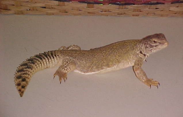 Spike