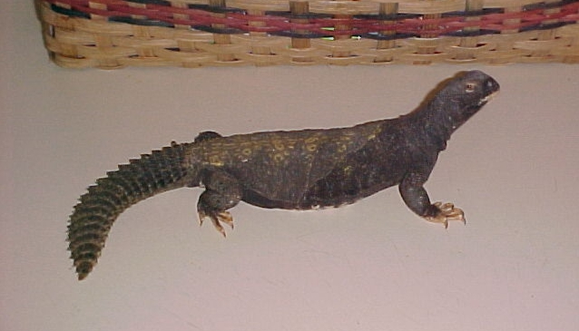 Marvin