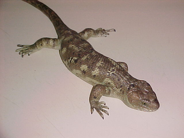 George