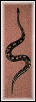 Koo' Ball python