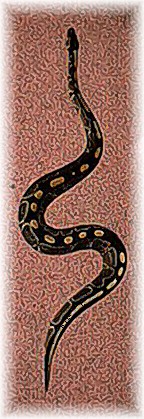 Koo' Ball python
