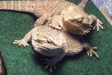 my 2 girl dragons