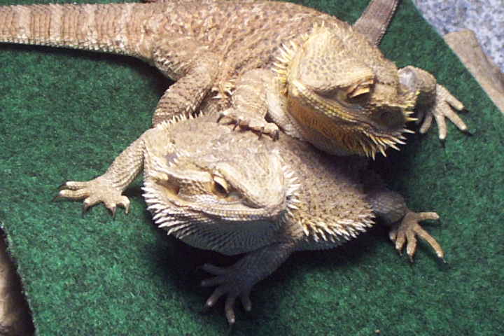 my 2 girl dragons