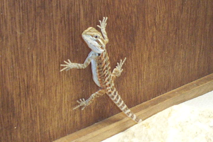 wall climbing