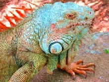 Iggie Iguana