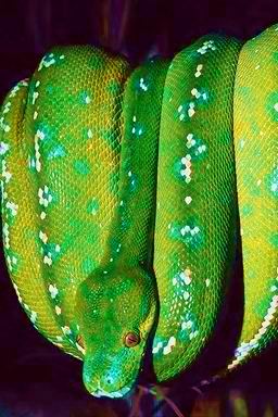 Northern Emerald Tree Boa