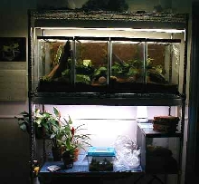 Four 15 Gallon Terrariums