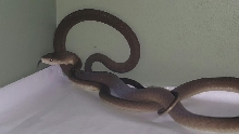 Black mamba