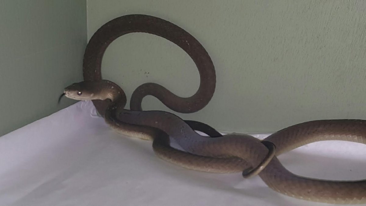 Black mamba