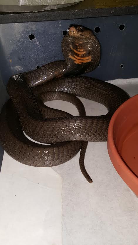 Naja mozambique
