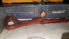 Red spitting cobra - Naja pallida
