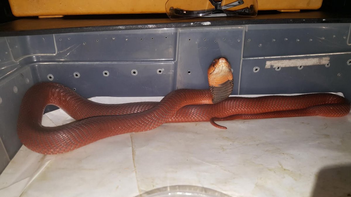 Red spitting cobra - Naja pallida