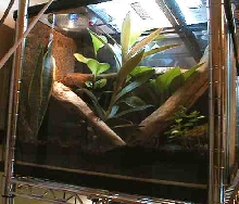 Phelsuma Terrarium