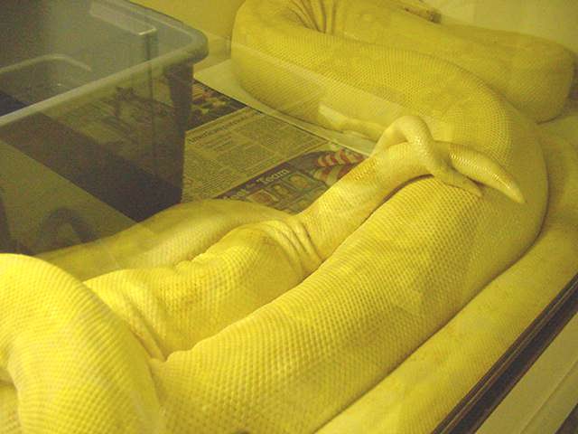 Albino Breeding Albino