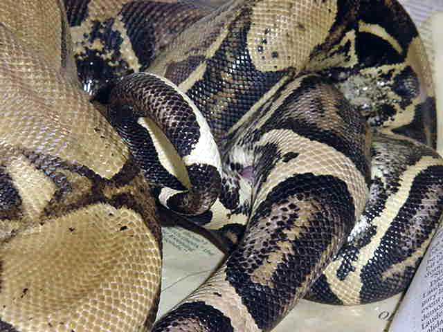 Anerys Breeding