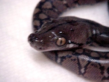 Super Dwarf hatchling close up