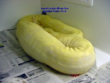 Albino Boa ovulation