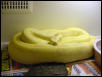 Gravid Female albino