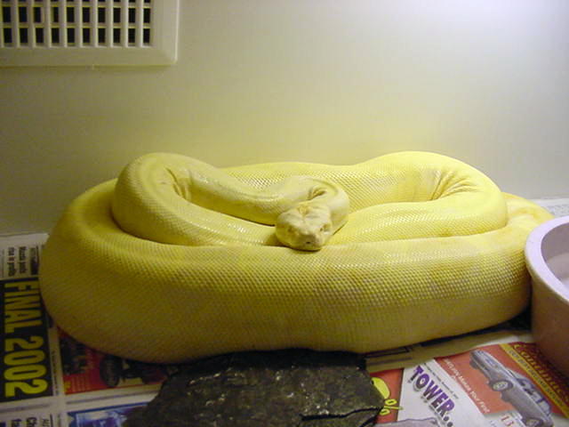 Gravid Female albino