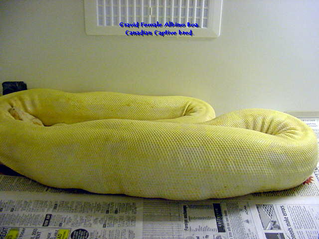 Boa Ovulation side view