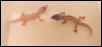 Patternless albino and patternless