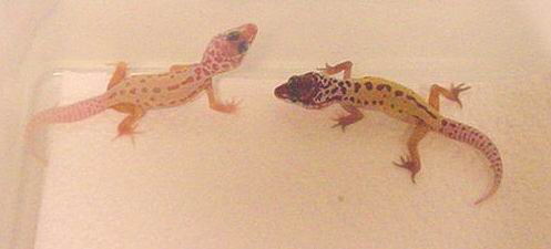 Patternless albino and patternless