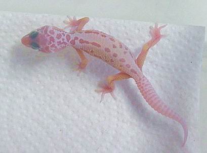 Patt albino