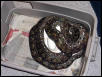 Female Super Dwarf Retic on Eggs