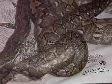rf Retics breeding
